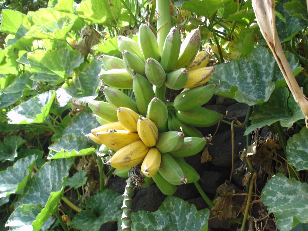 Goyo Gomera Apartment *